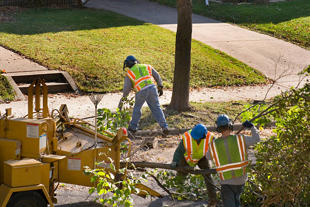 How Our Tree Care Process Works  in Garretson, SD